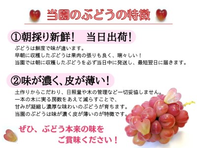【2616-0299】[お試し] フルーツ王国岡山の人気ぶどう ピオーネ 1房500g以上！