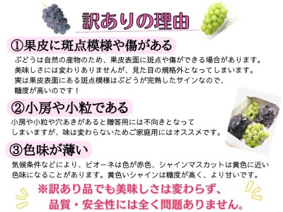 【2616-0299】[お試し] フルーツ王国岡山の人気ぶどう ピオーネ 1房500g以上！