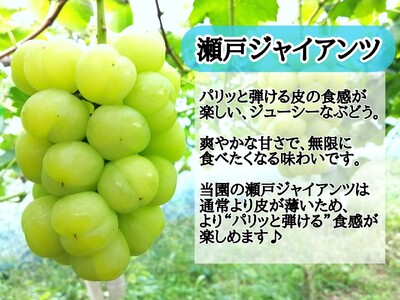 【2616-0301】[訳あり] フルーツ王国岡山 朝採り新鮮！人気ぶどう瀬戸ジャイアンツ 2kg