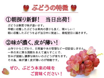【2616-0301】[訳あり] フルーツ王国岡山 朝採り新鮮！人気ぶどう瀬戸ジャイアンツ 2kg