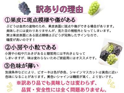 【2616-0301】[訳あり] フルーツ王国岡山 朝採り新鮮！人気ぶどう瀬戸ジャイアンツ 2kg