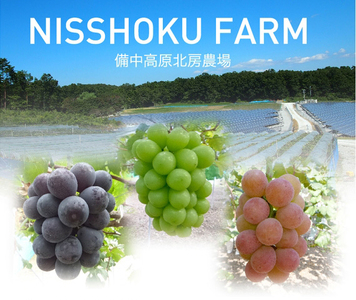 【2026年先行予約】NF-15.NISSHOKU FARM 特選大粒シャインマスカット岡山【nisfarm015-02】