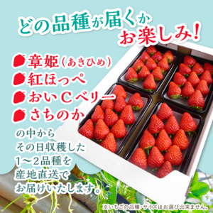 岡山県美作市産 いちご詰合せ(約280g×4パック)【配送不可地域:離島・北海道・沖縄県】【1073695】