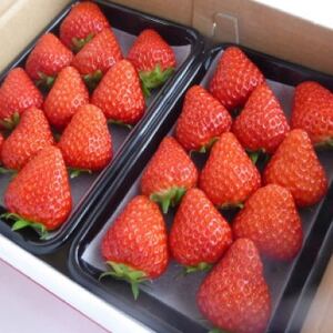 岡山県美作市産 おいCベリー(約280g×2パック)_果物・フルーツ いちご イチゴ 苺_【配送不可地域:離島・北海道・沖縄県】【1464410】