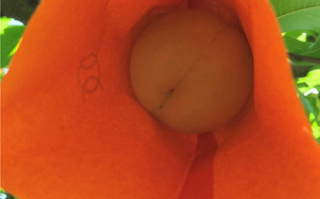 【先行予約・2026年8月上旬より発送予定】岡山の白桃・おかやま夢白桃(2kg箱)_果物・フルーツ もも  モモ 桃_【配送不可地域：離島】【1294298】