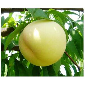 2026年先行予約　岡山県産おかやま夢白桃3玉　エース_果物・フルーツ もも  モモ 桃_【配送不可地域：離島】【1601401】