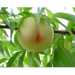 2026年先行予約　岡山県産おかやま夢白桃5玉【エース】_果物・フルーツ もも  モモ 桃_【配送不可地域：離島】【1601408】