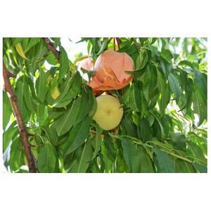 2026年先行予約　清水白桃3玉　エース_果物・フルーツ もも  モモ 桃_【配送不可地域：離島】【1601416】