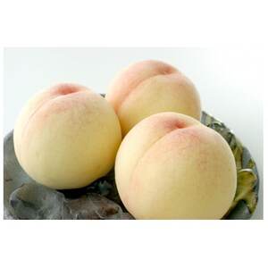 2026年先行予約　白鳳　5玉　1.3キロ_果物・フルーツ もも  モモ 桃_【配送不可地域：離島】【1601453】