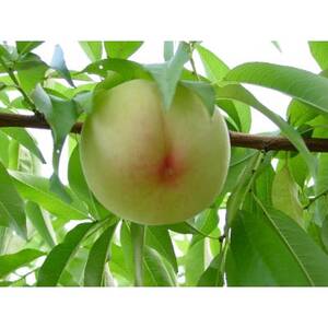 2026年 岡山白桃ロイヤル晩生(1箱3玉)800g_果物・フルーツ もも モモ 桃_【配送不可地域:離島】【1611258】