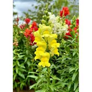 迎春用 花苗セット20ポット【配送不可地域:離島・北海道・沖縄県】【1625220】