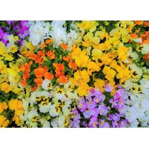 迎春用 花苗セット20ポット【配送不可地域:離島・北海道・沖縄県】【1625220】