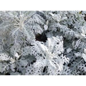 迎春用 花苗セット20ポット【配送不可地域:離島・北海道・沖縄県】【1625220】