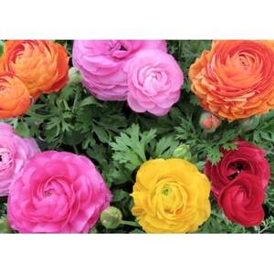 早春を飾る花苗セット【3月発送】12ポット【配送不可地域：離島・北海道・沖縄県】【1625231】