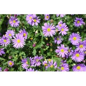 早春を飾る花苗セット【4月発送】　12ポット【配送不可地域：離島・北海道・沖縄県】【1625243】