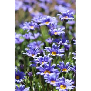 早春を飾る花苗セット【4月発送】　12ポット【配送不可地域：離島・北海道・沖縄県】【1625243】