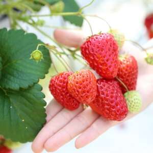 【令和7年産】精米 きぬむすめ5kg&いちご詰合せ(約280g×2パック)【配送不可地域:離島・北海道・沖縄県】【1676469】