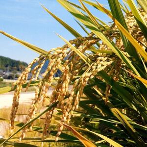 【令和7年産】岡山県産米 食べ比べ(きぬむすめ5kg+にこまる5kgニ合計10kgセット)【1696479】