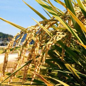 【令和7年産】【無洗米】岡山きぬむすめ8kg(2kg×4袋)【1696481】