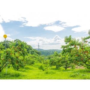 【2026年7月中旬より順次発送予定】岡山の桃　品種おまかせ　2kg箱(約6～9玉入り)【配送不可地域：離島・北海道・沖縄県】【1714409】