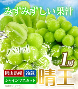シャインマスカット【2025年先行予約】シャインマスカット 晴王 1房 530g 岡山県産《9月上旬-11月中旬頃出荷(土日祝除く)》 ハレノフルーツ マスカット 送料無料 岡山県 浅口市 フルーツ 果物 贈り物 ギフト 国産 岡山県産 くだもの 青果物 【配送不可地域あり】