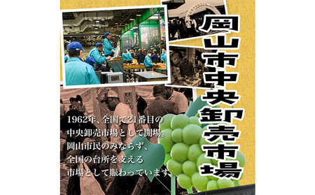 【2025年先行予約】ニューピオーネ 1房480ｇ以上 約2kg ４房 株式会社山博(中本青果)《2025年8月下旬-10上旬頃出荷》岡山県 浅口市 ぶどう フルーツ 旬 果物 国産 岡山県産 送料無料【配送不可地域あり】（北海道・沖縄・離島）