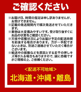 【2025年先行予約】ニューピオーネ 1房480ｇ以上 約2kg ４房 株式会社山博(中本青果)《2025年8月下旬-10上旬頃出荷》岡山県 浅口市 ぶどう フルーツ 旬 果物 国産 岡山県産 送料無料【配送不可地域あり】（北海道・沖縄・離島）