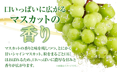 【2026年発送】シャインマスカット 約1.3kg 晴れの国おかやま館(フルーツランド岡山) シャインマスカット