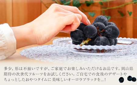 【2026年先行予約】ご家庭用 岡山県産 オーロラブラック 約1.2kg 2-3房 晴れの国 おかやま館(つむぐ株式会社)《2026年8月下旬-9月下旬頃出荷》岡山県 浅口市 マスカット ぶどう 葡萄 果物 フルーツ 送料無料【配送不可地域あり】（離島）