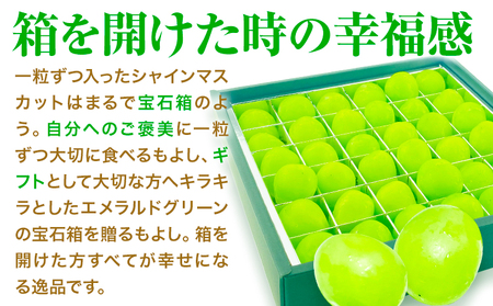 【2026年先行予約】 シャインマスカット ジュエルセレクション 20粒 岡山県産《2026年9月上旬-10月末旬頃出荷(土日祝除く)》 ハレノフルーツ マスカット 送料無料 岡山県 浅口市 フルーツ 果物 贈り物 ギフト 国産 岡山県産 くだもの【配送不可地域あり】(北海道・沖縄・離島)
