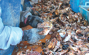 【期間限定】寄島産の牡蠣（殻付）約3kg【配送不可：沖縄・離島】