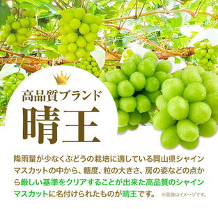 最高級 シャインマスカット【2025年先行予約】ぶどう 船穂赤秀 1房 720g 岡山県産《9月上旬-11月中旬頃出荷(土日祝除く)》 ハレノフルーツ マスカット 送料無料 岡山県 浅口市 フルーツ 果物 贈り物 ギフト 国産 岡山県産【配送不可地域あり】