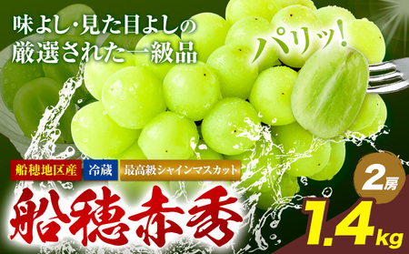 【2026年発送】最高級 シャインマスカット  船穂赤秀  1.4kg  ハレノフルーツ マスカット