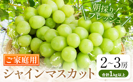 ご家庭用 シャイン マスカット 2～3房 (合計1kg以上)【配送不可地域あり】 OEC KINGDOMぶどう家 《8月下旬-10月中旬頃出荷》岡山県 浅口市 ぶどう 果物