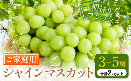 ご家庭用 シャイン マスカット 3～5房 (合計2kg以上)【配送不可地域あり】 OEC KINGDOMぶどう家 《8月下旬-10月中旬頃出荷》岡山県 浅口市 ぶどう 果物