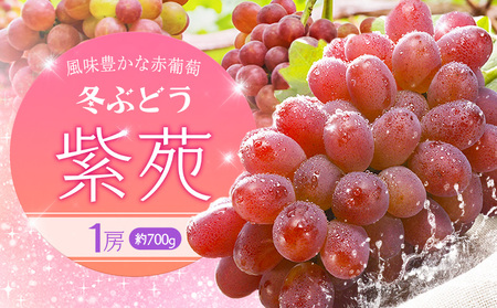 2025年先行予約】冬ぶどう「紫苑」1房約700g 環山堂株式会社《2025年10 