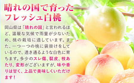 【2026年発送】訳あり白桃 桃 1.3kg ハレノフルーツ(犬塚農園)