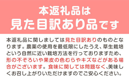 【2026年発送】桃 ご家庭用清水白桃 約1.5kg なんば農園