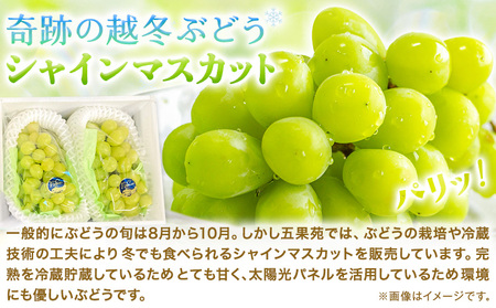奇跡の越冬ぶどう シャインマスカット  2房 (1房600g以上)《2024年11月上旬-2025年4月中旬頃出荷》越冬ぶどう フルーツ 果物 岡山県 浅口市 送料無料【配送不可地域あり】