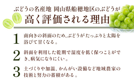 【2026年発送】プレミアム シャインマスカット 船穂 赤秀品 晴王 1.3kg 晴レ乃青果　(岡山中央卸売市場店(富士紙工 有限会社))