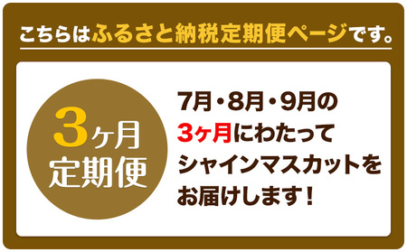 【先行予約】ぶどう 3ヶ月 定期便 シャインマスカット 晴王 1.4kg(2房) 岡山県産《7月上旬-9月末頃出荷》 ハレノフルーツ マスカット 送料無料 岡山県 浅口市 フルーツ 果物 国産 岡山県産【配送不可地域あり】(北海道・沖縄・離島)