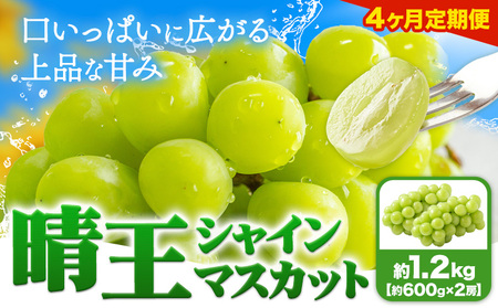 【4ヶ月定期便】ぶどう シャインマスカット 晴王 1.2kg 2房 マスカット岡山《7月上旬-10月末頃出荷》岡山県 浅口市 送料無料 フルーツ 果物 マスカット お取り寄せフルーツ【配送不可地域あり】（北海道・沖縄・離島）