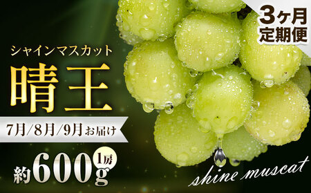 【先行予約】ぶどう シャインマスカット 晴王 600g 1房 3ヶ月定期便 彩美菜果《7月上旬-9月末頃出荷》 マスカット 送料無料 岡山県 浅口市 フルーツ 果物 贈り物 国産 岡山県産 くだもの 果物 7月 8月 9月発送 【配送不可地域あり】（北海道・沖縄・離島）