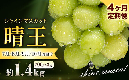 【先行予約】ぶどう シャインマスカット 晴王 1.4kg 2房 4ヶ月定期便 彩美菜果《7月上旬-10月末頃出荷》 マスカット 送料無料 岡山県 浅口市 フルーツ 果物 贈り物 国産 くだもの 果物 7月 8月 9月10月 発送 【配送不可地域あり】（北海道・沖縄・離島）