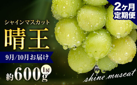 【先行予約】ぶどう シャインマスカット 晴王 600g 1房 2ヶ月定期便 彩美菜果《9月上旬-10月末頃出荷》 マスカット 送料無料 岡山県 浅口市 フルーツ 果物 贈り物 国産 岡山県産 くだもの 果物 9月 10月発送 【配送不可地域あり】（北海道・沖縄・離島） 6,750円