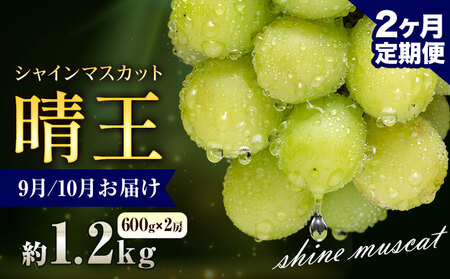 【先行予約】ぶどう シャインマスカット 晴王 1.2kg 2房 2ヶ月定期便 彩美菜果《9月上旬-10月末頃出荷》 マスカット 送料無料 岡山県 浅口市 フルーツ 果物 贈り物 国産 岡山県産 くだもの 果物 9月 10月発送 【配送不可地域あり】（北海道・沖縄・離島）
