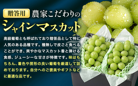 【2026年発送】シャインマスカット 贈答用 農家こだわりの シャインマスカット 約1.2kg  Nini farm 