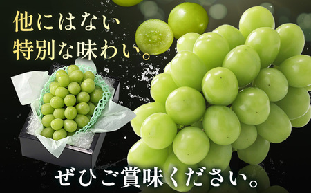【2026年発送】シャインマスカット 農家自慢の最高ランク シャインマスカット 約750g 特秀クラス Nini farm