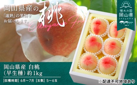 ●先行予約●岡山県産 白桃(早生種)約1.0kg(5~6玉)【配達不可:離島】