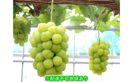 岡山県産 桃太郎 ぶどう 2房(1房約700g)【配達不可:離島】